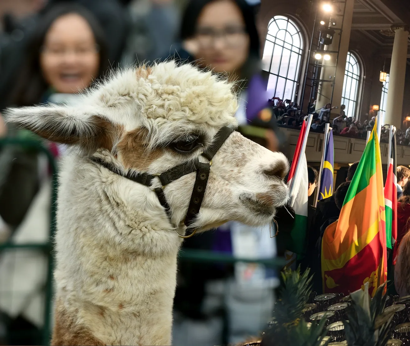 An alpaca meets scholars at the Tournament of Champions at Yale